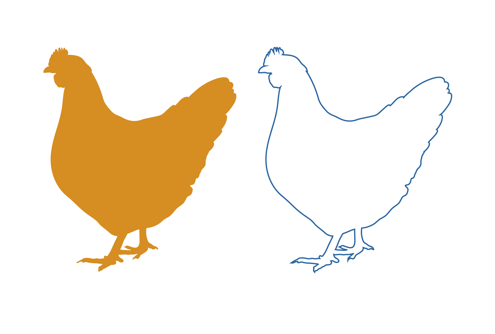 Silhouette and outline images of Gallus gallus showing two stylistic display options based on the “silhouette” files in the library.