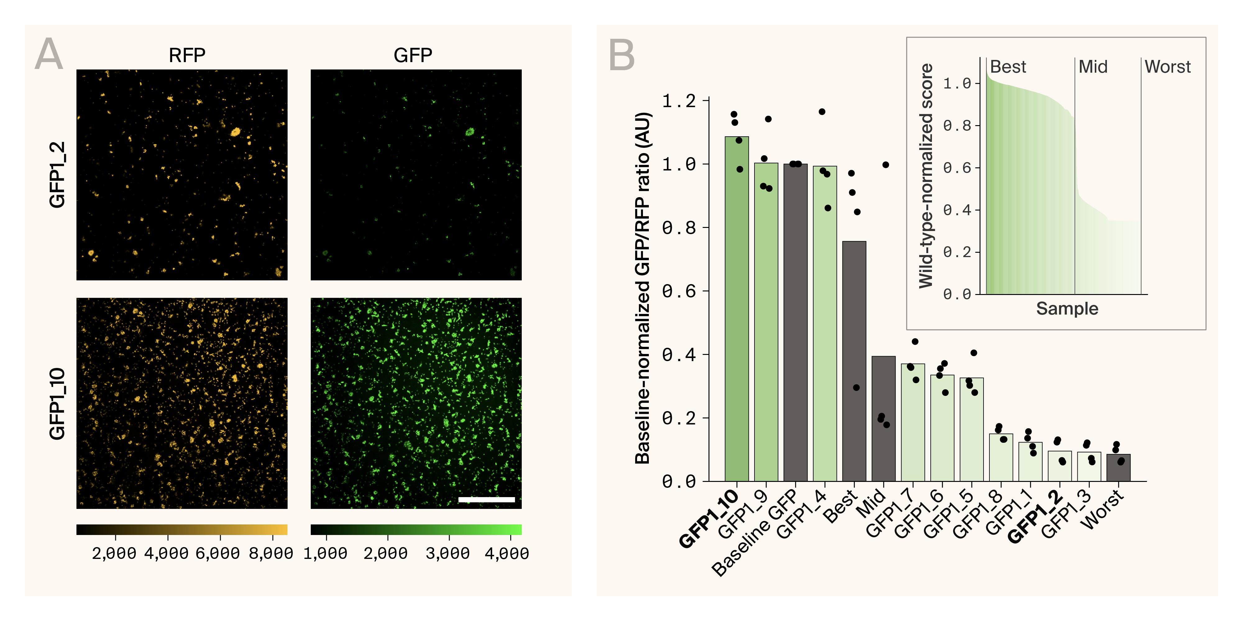 Microscope image and barplot of candidate GFP variants' brightnesses where novel variants span possible brightnesses
